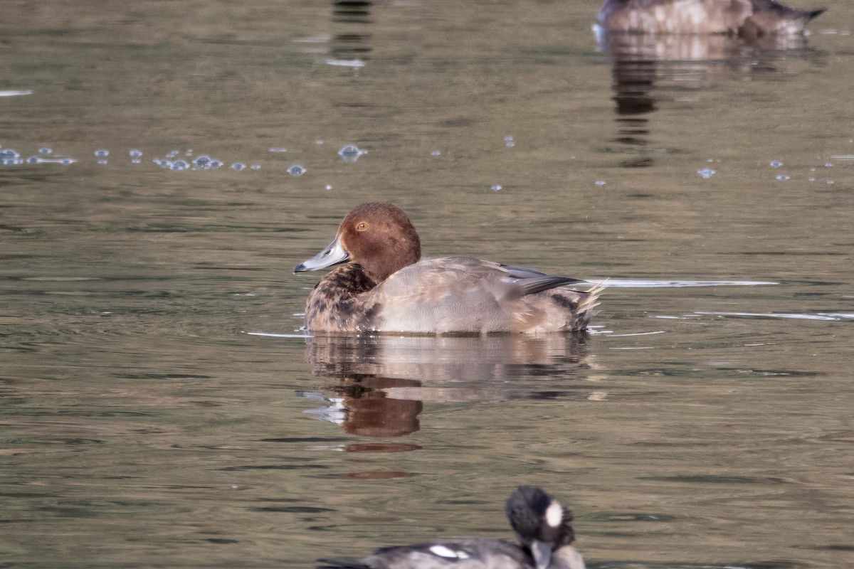 Redhead - ML646010984