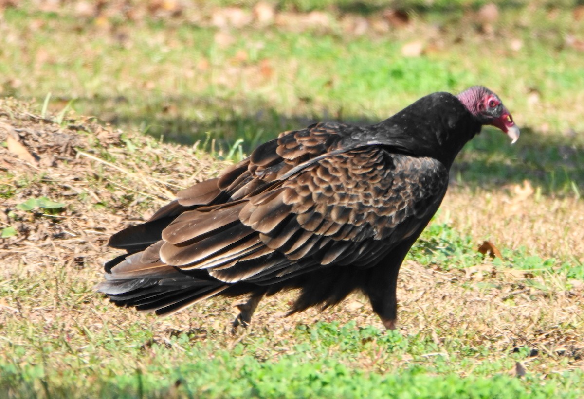 Turkey Vulture - ML646010986