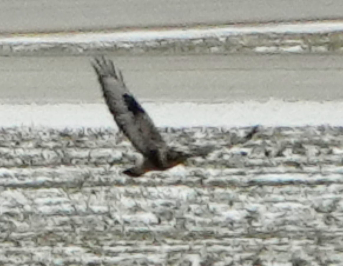 Rough-legged Hawk - ML646010991