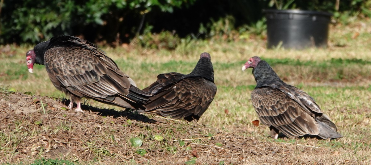 Turkey Vulture - ML646011001