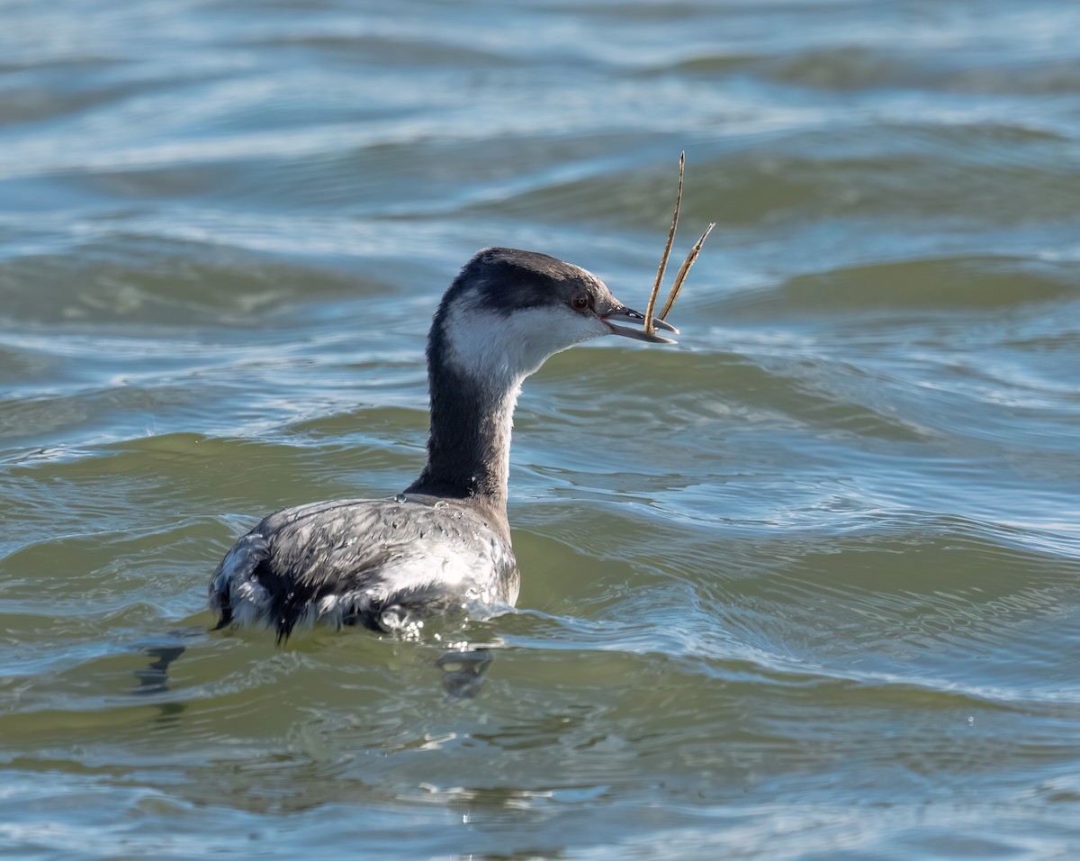 Horned Grebe - ML646011008
