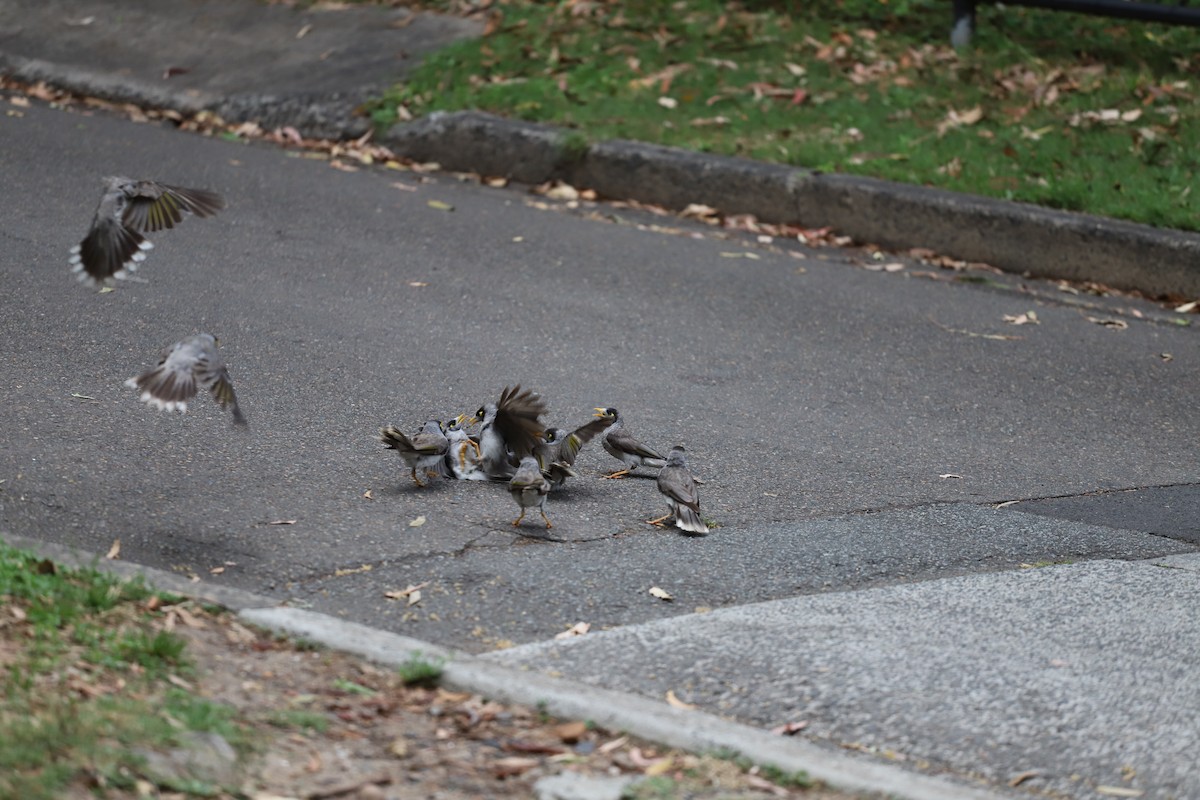 Noisy Miner - ML646011023