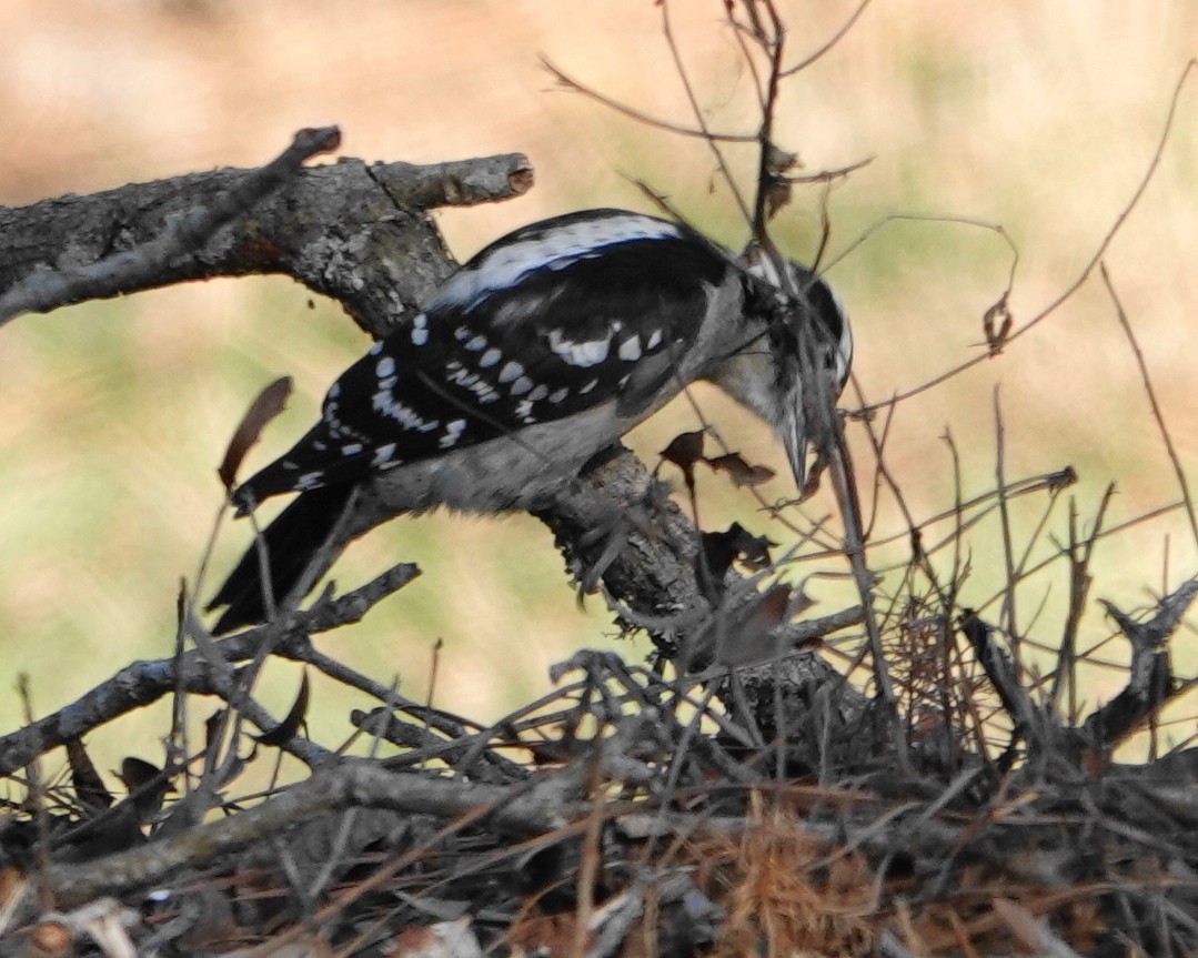 Downy Woodpecker - ML646011027