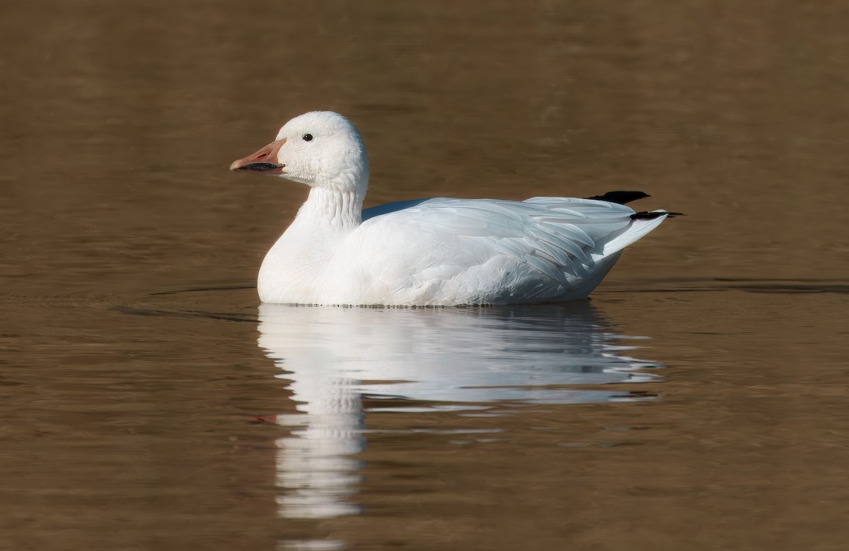 Snow Goose - ML646011028