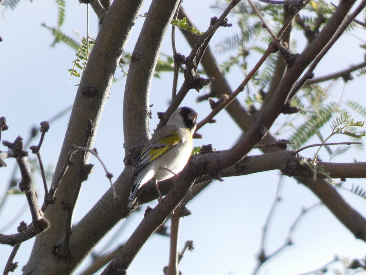 Lawrence's Goldfinch - ML646011032