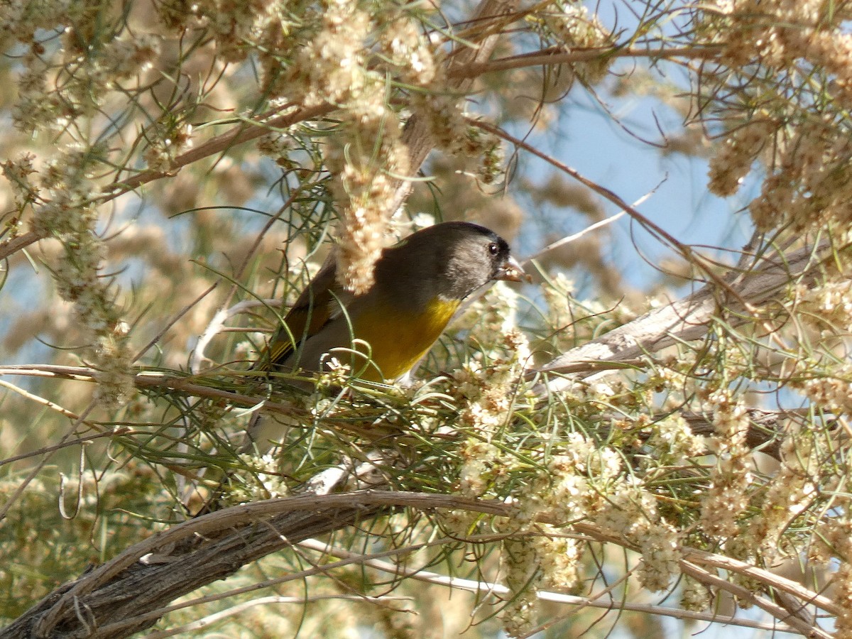 Lawrence's Goldfinch - ML646011033