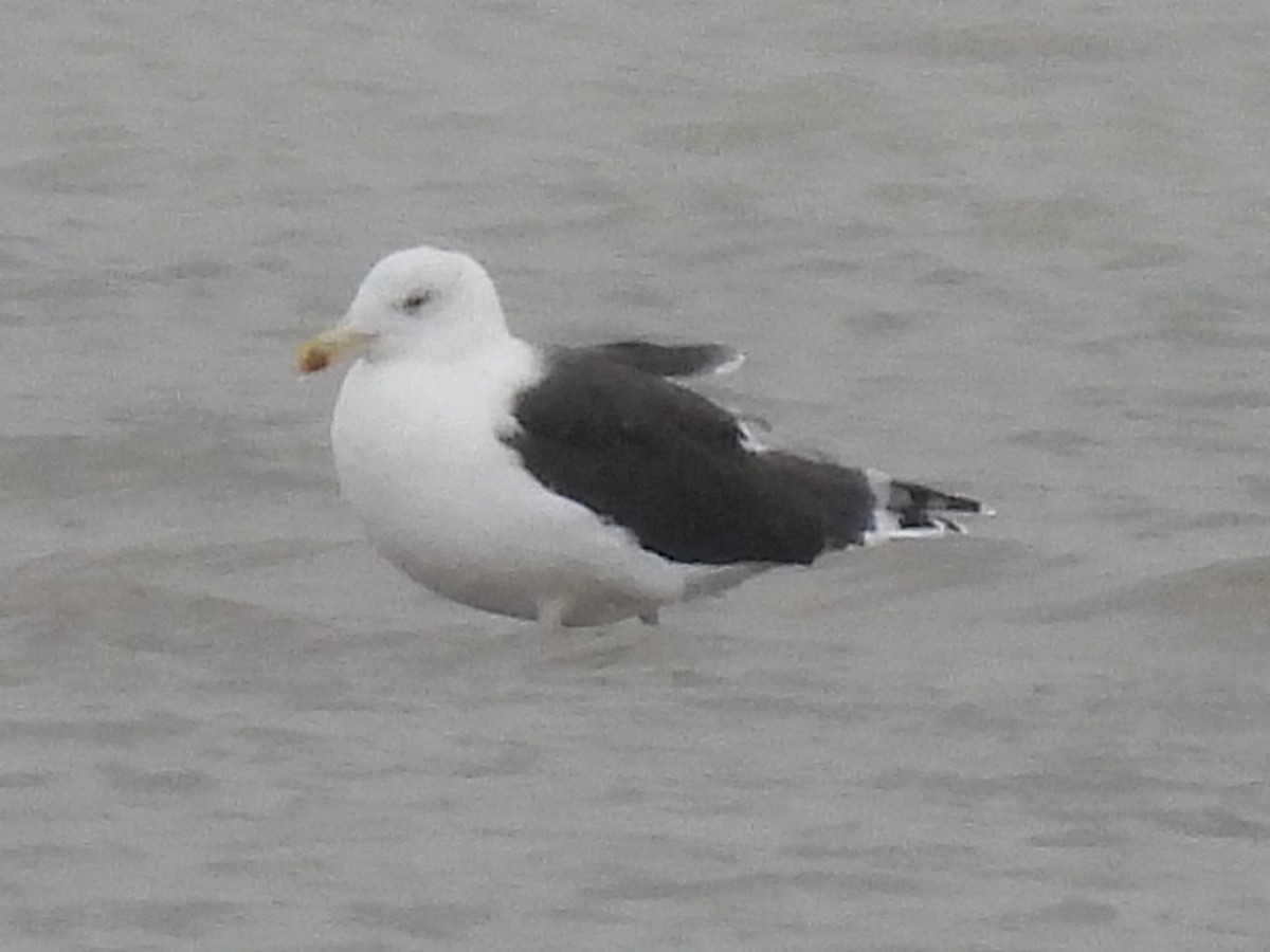 Great Black-backed Gull - ML646011034