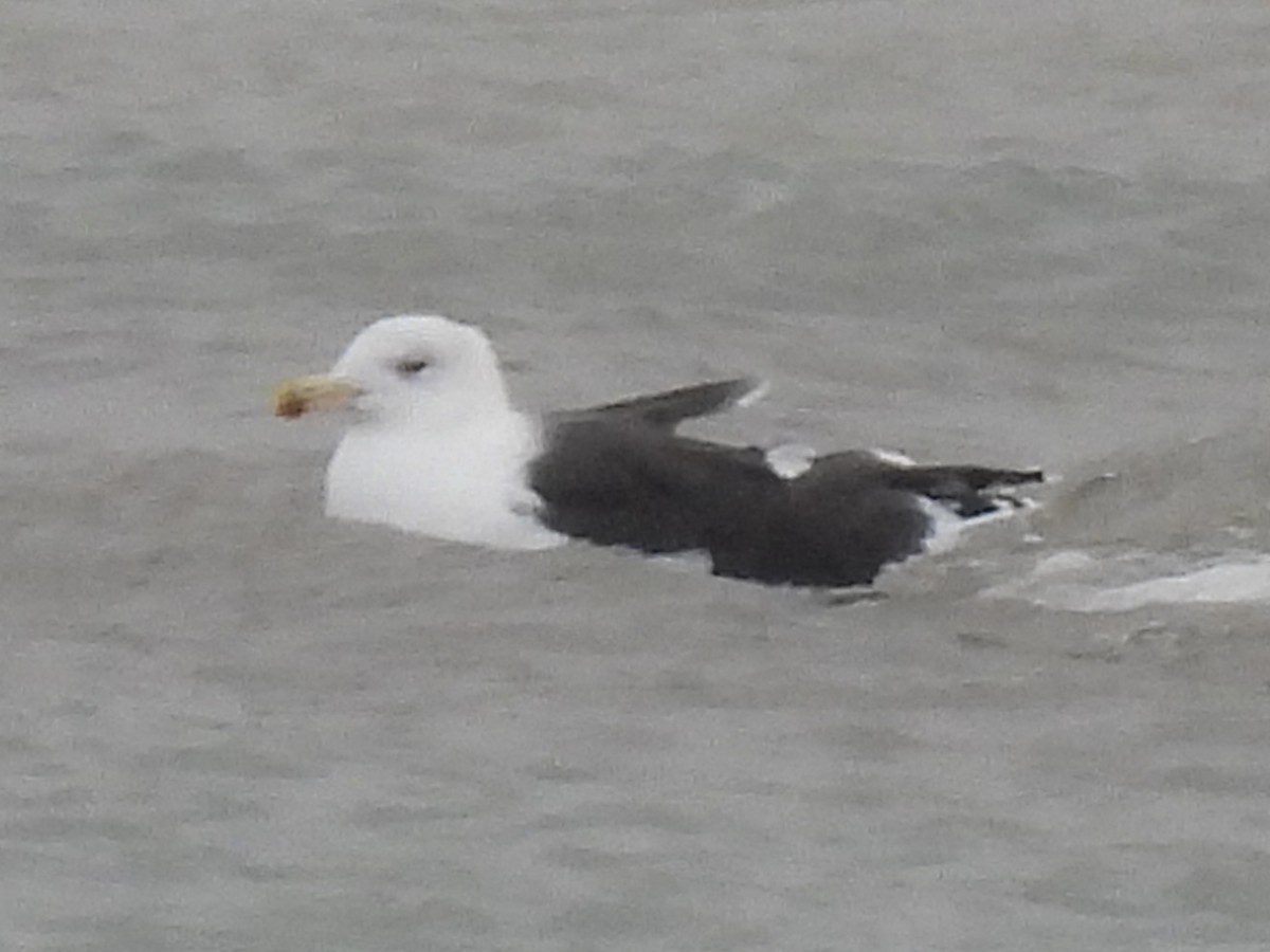 Great Black-backed Gull - ML646011035