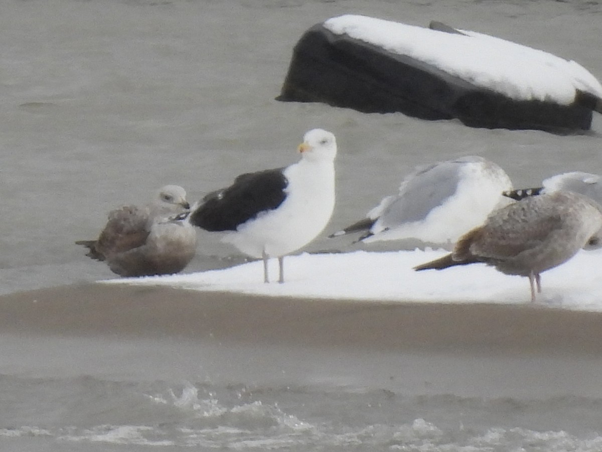 Great Black-backed Gull - ML646011036