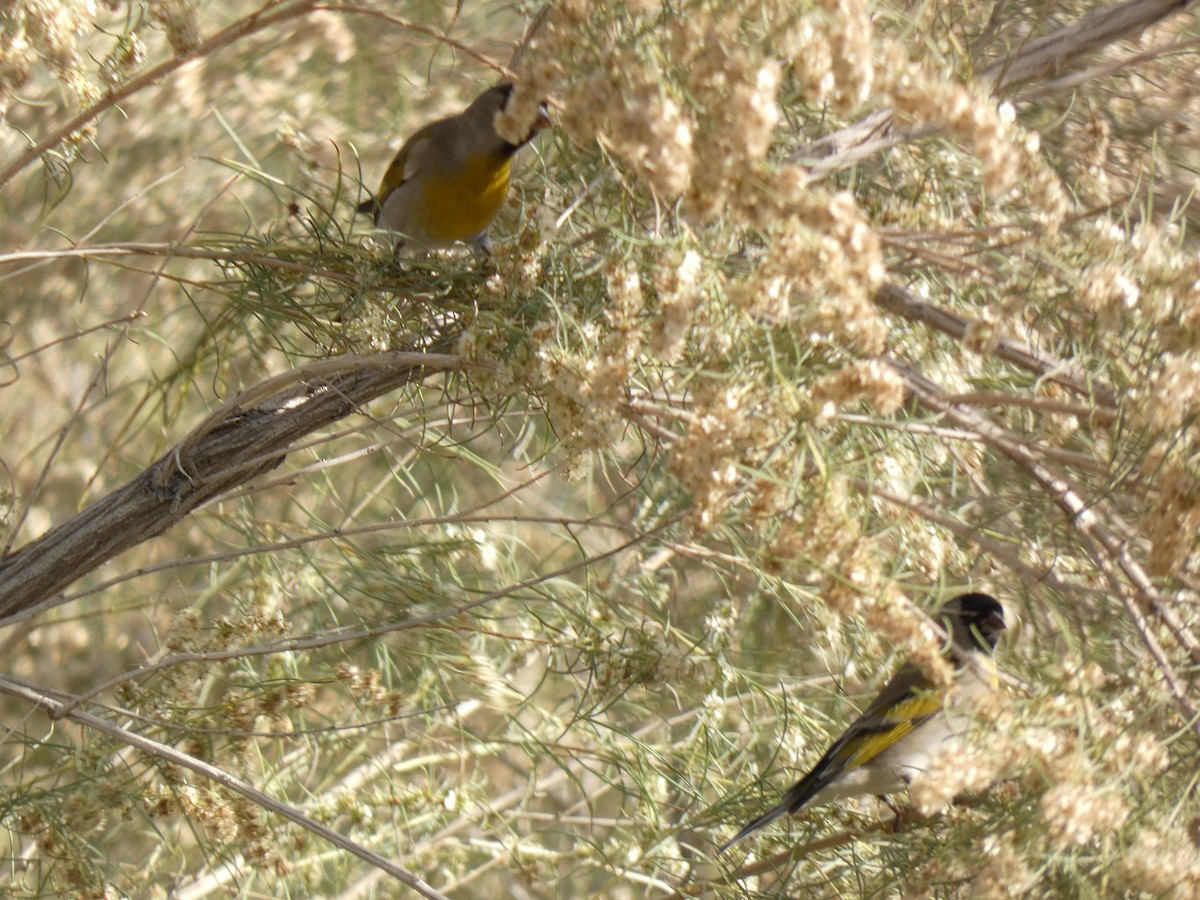 Lawrence's Goldfinch - ML646011037