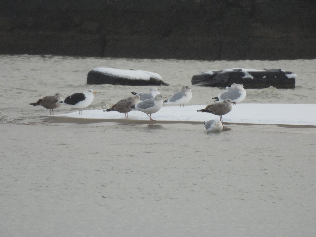 Great Black-backed Gull - ML646011038