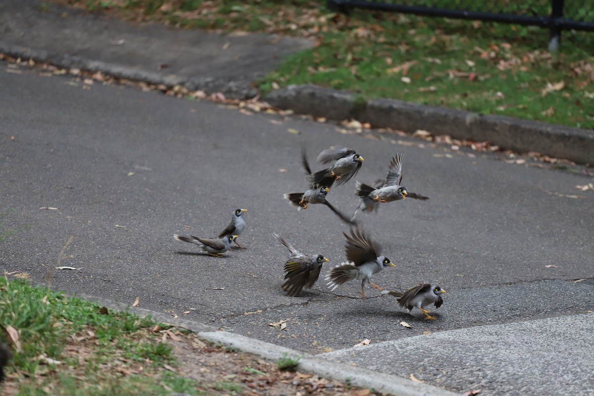 Noisy Miner - ML646011041