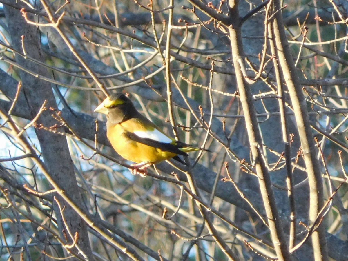 Evening Grosbeak - ML646011044