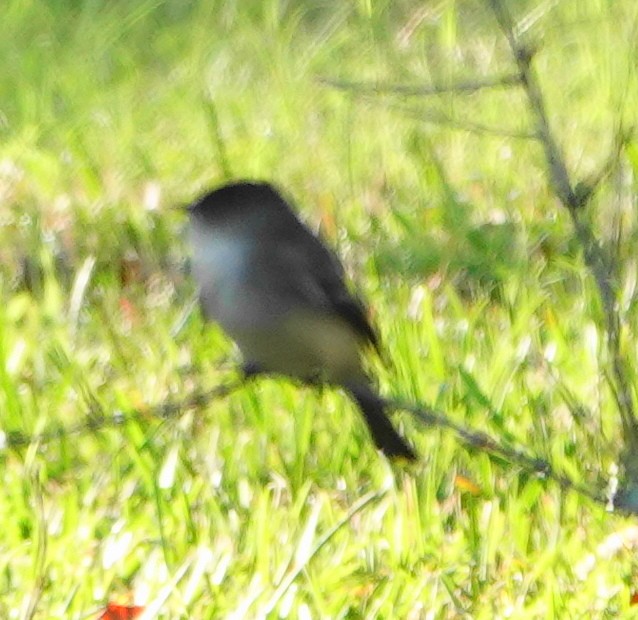 Eastern Phoebe - ML646011049