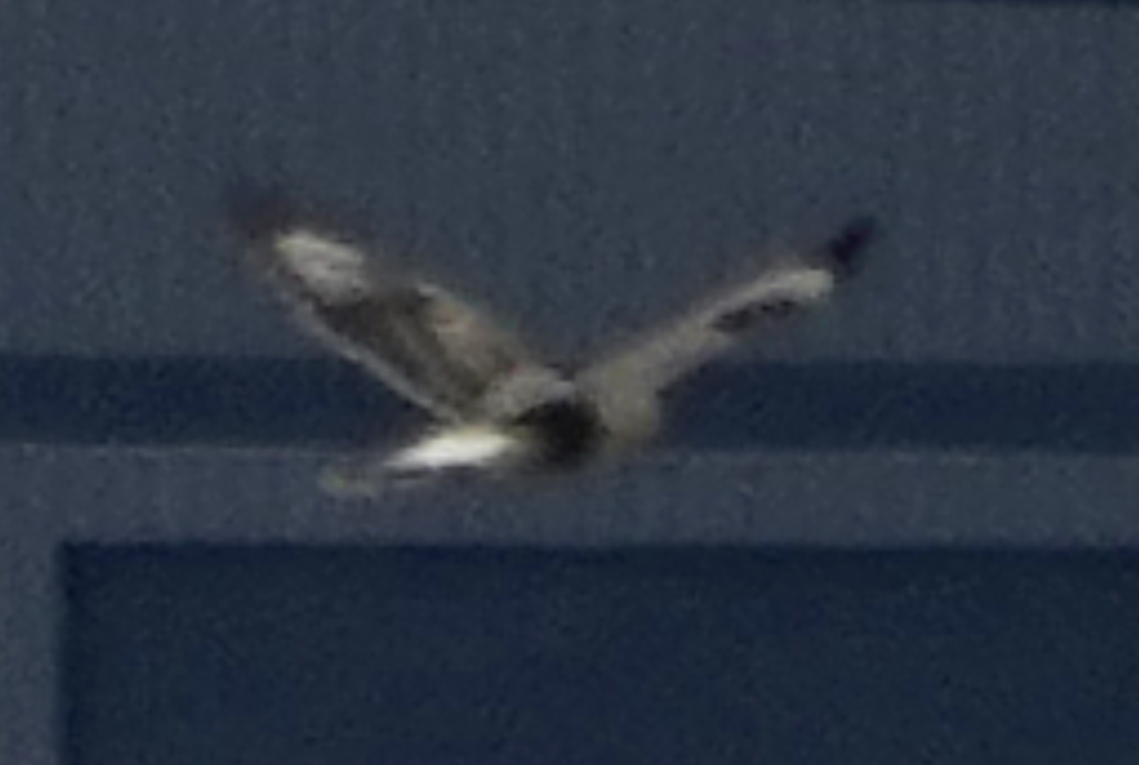 Rough-legged Hawk - ML646011053