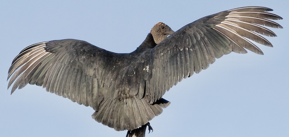 Black Vulture - ML646011059