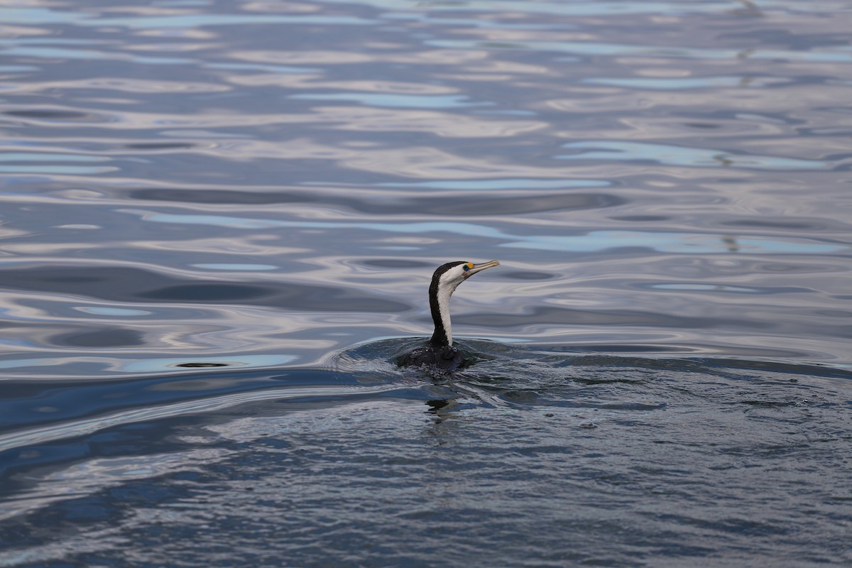 Pied Cormorant - ML646011063