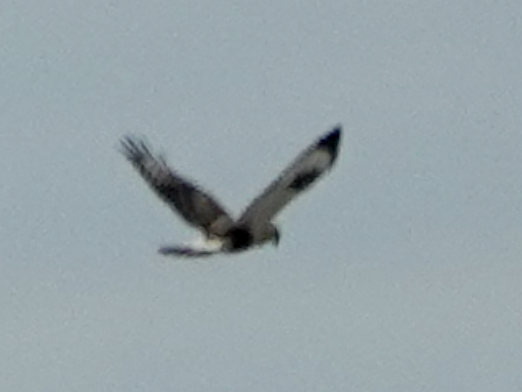 Rough-legged Hawk - ML646011064