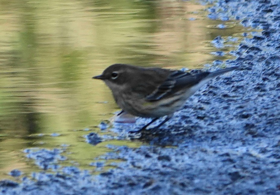 Yellow-rumped Warbler - ML646011065