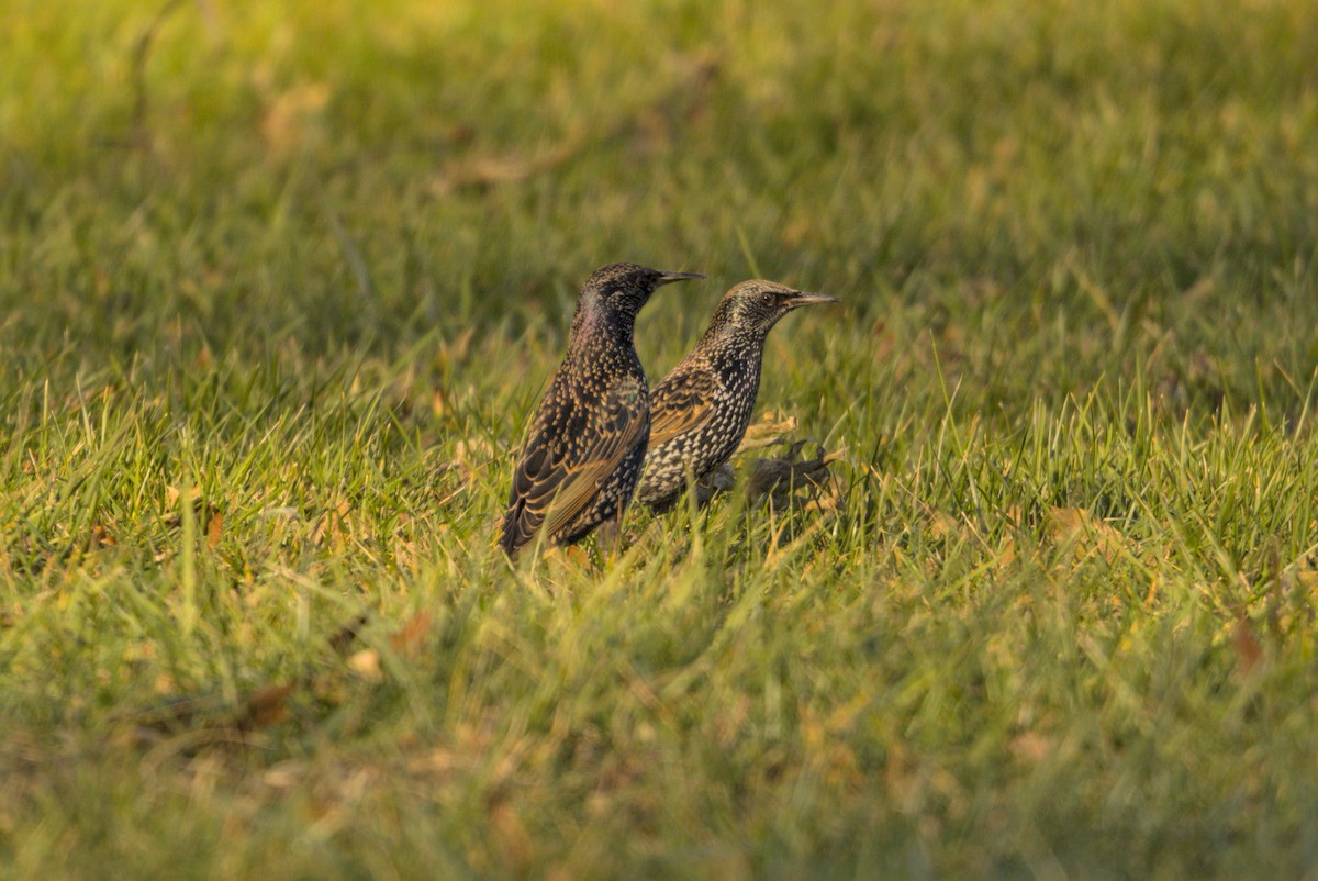 European Starling - ML646011069