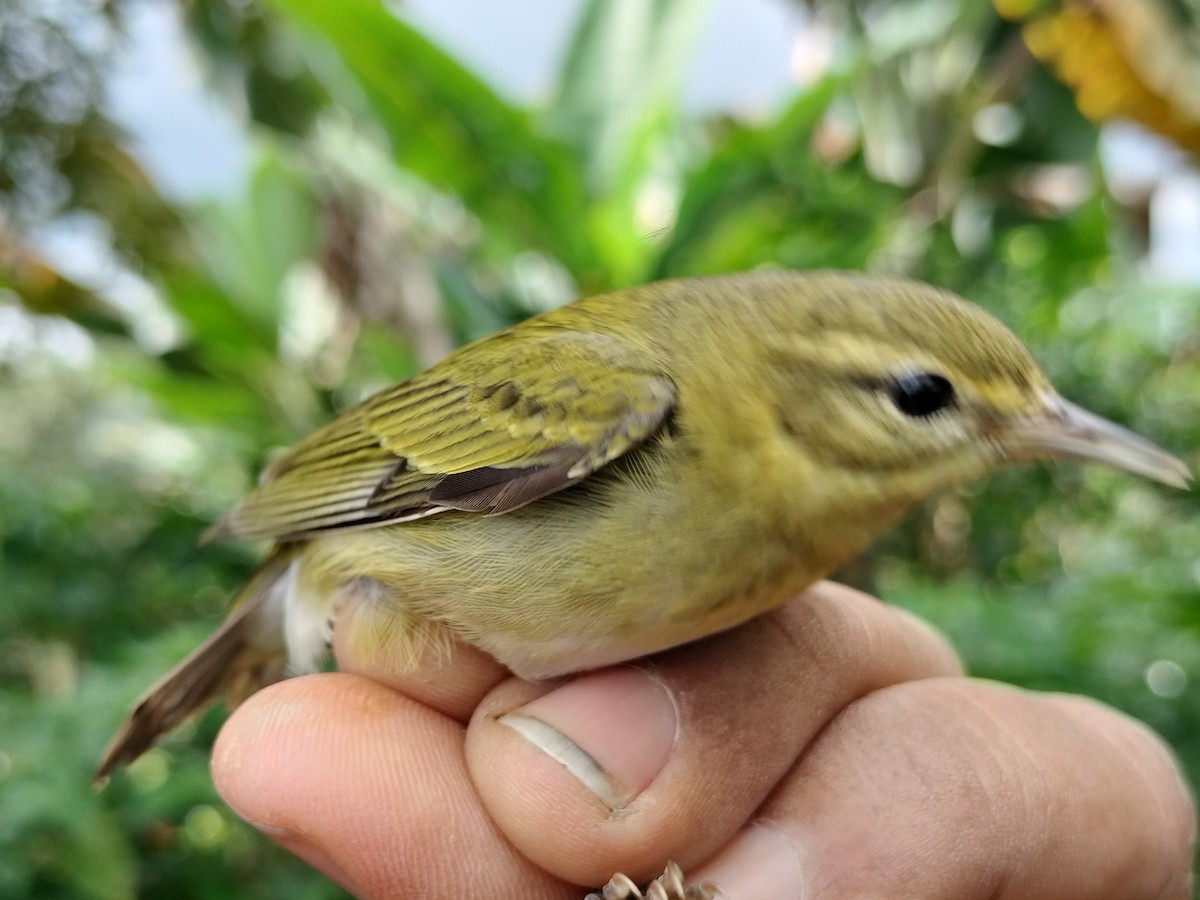 Tennessee Warbler - ML646011072