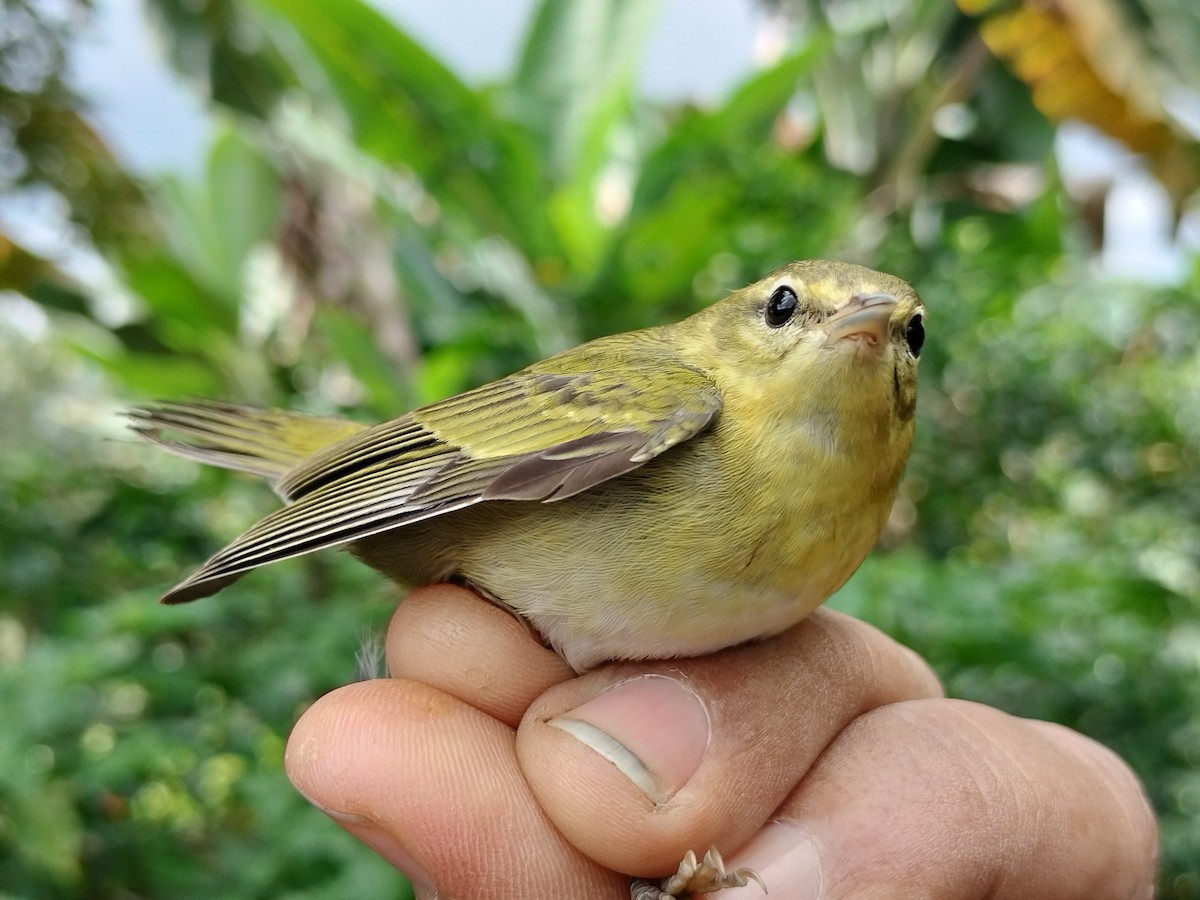 Tennessee Warbler - ML646011073