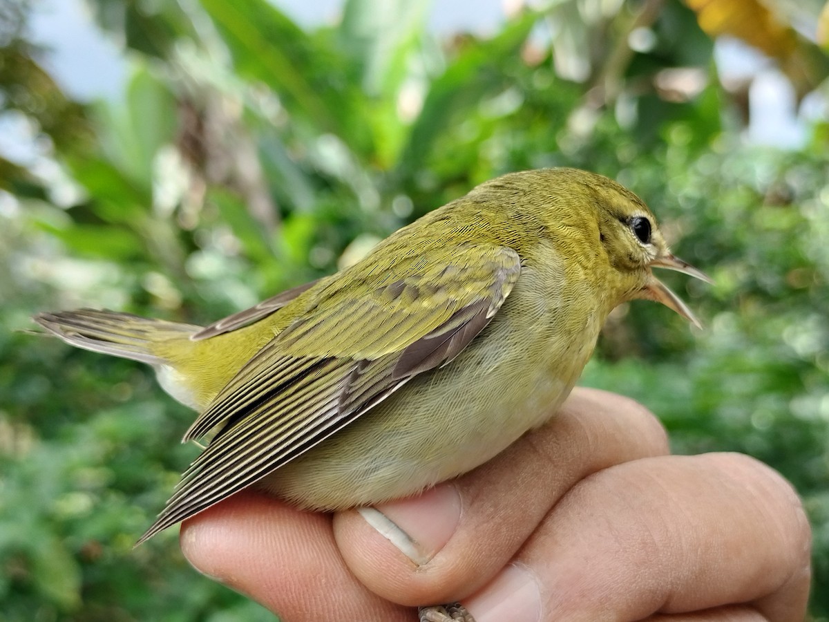Tennessee Warbler - ML646011074