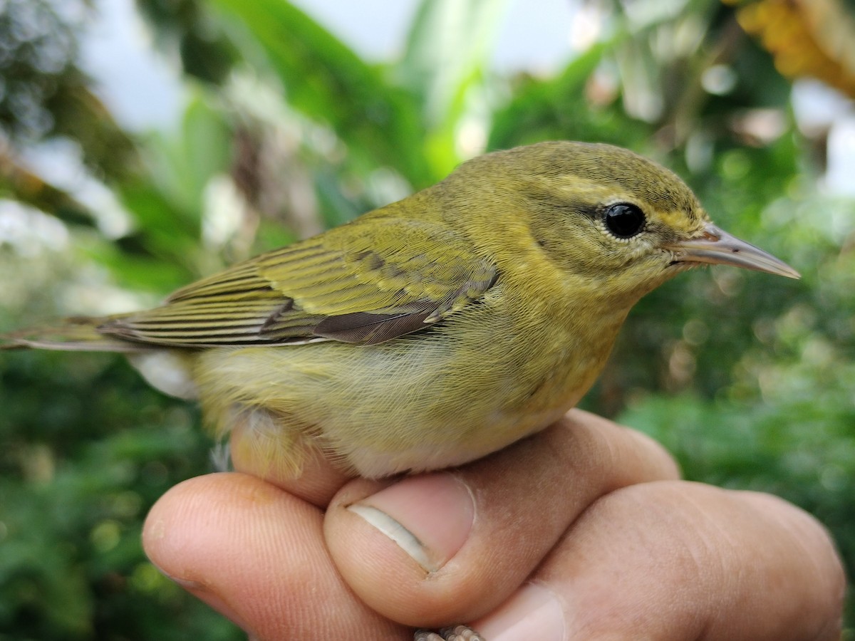 Tennessee Warbler - ML646011075