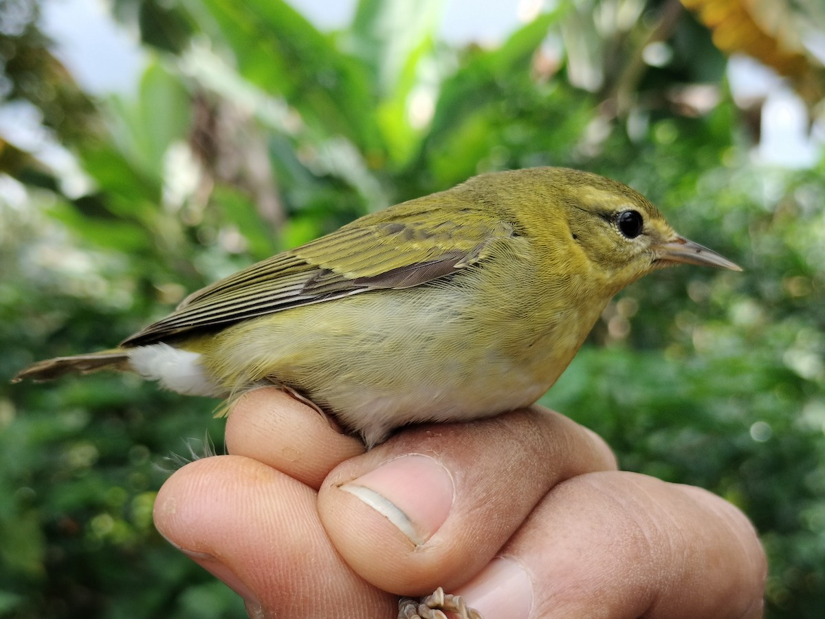 Tennessee Warbler - ML646011076