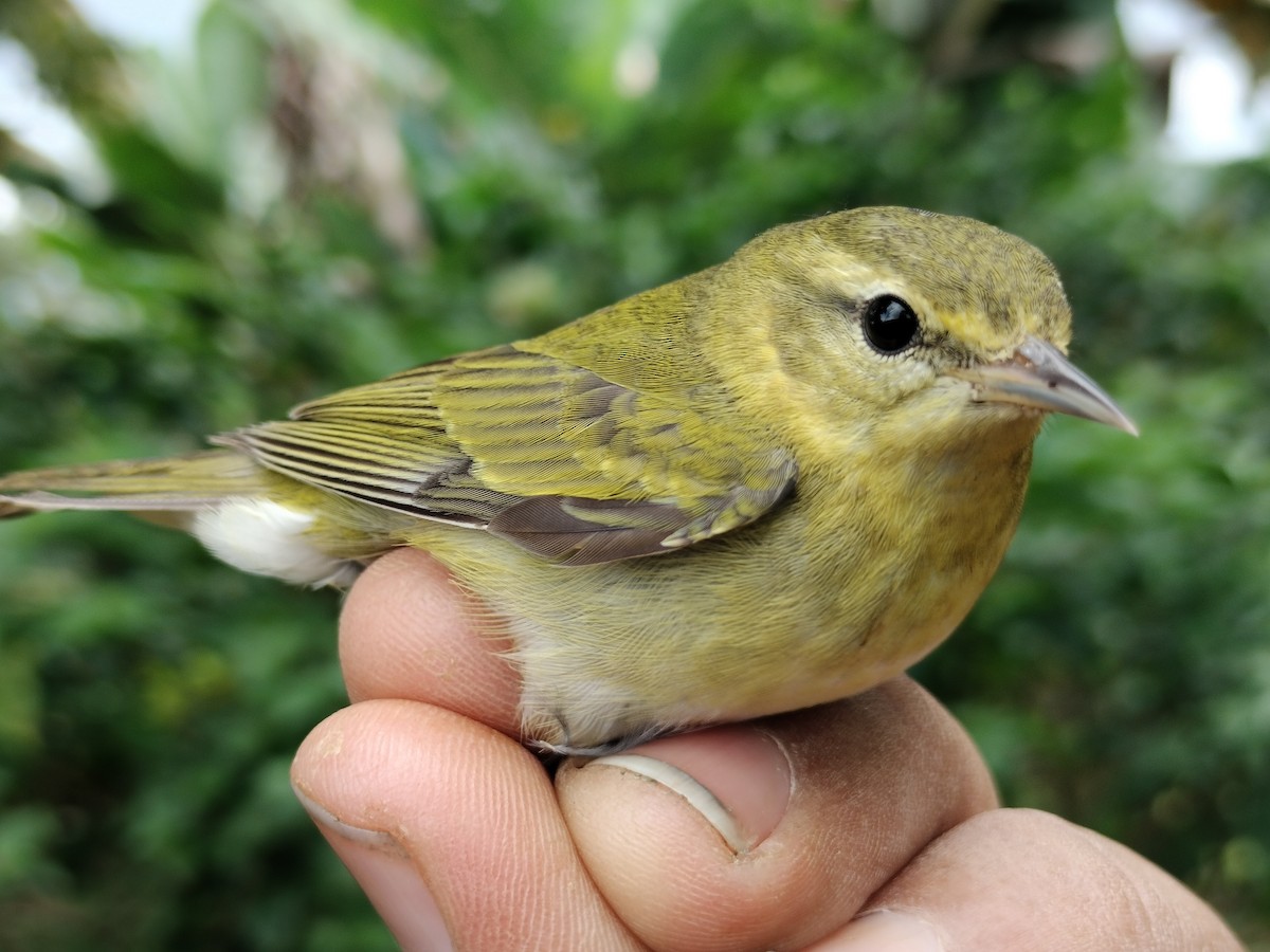 Tennessee Warbler - ML646011077