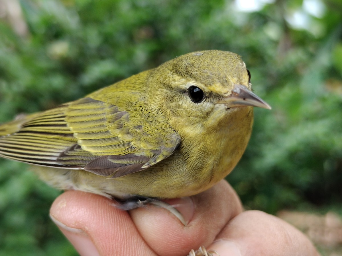 Tennessee Warbler - ML646011078