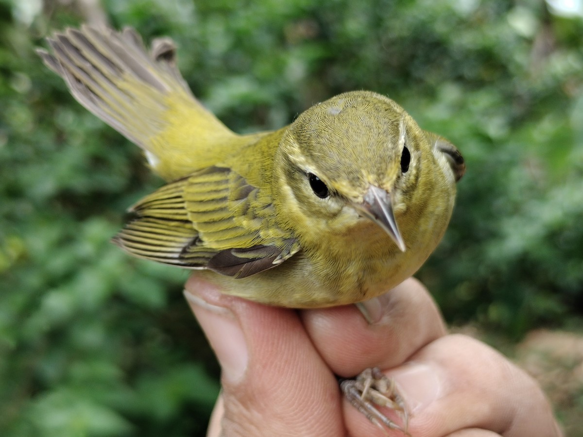 Tennessee Warbler - ML646011079