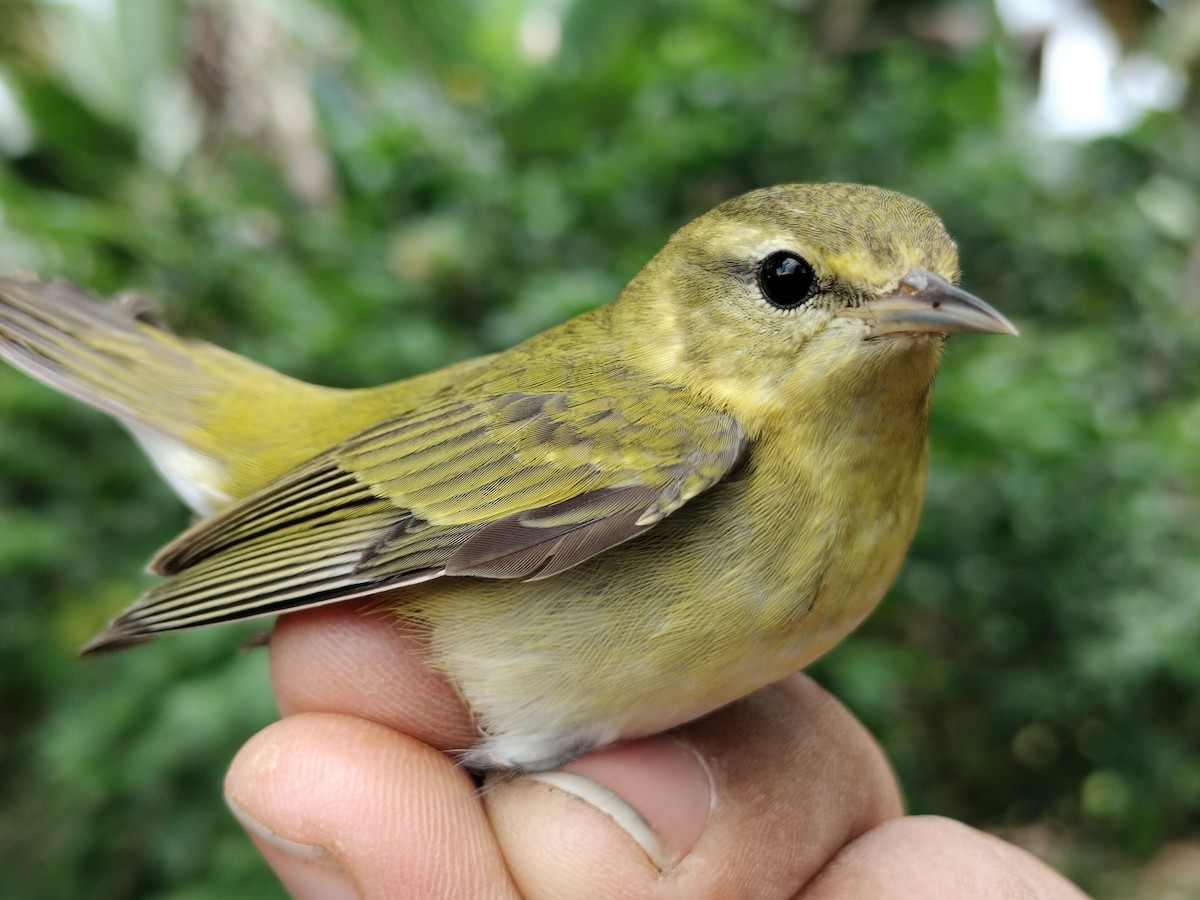 Tennessee Warbler - ML646011085