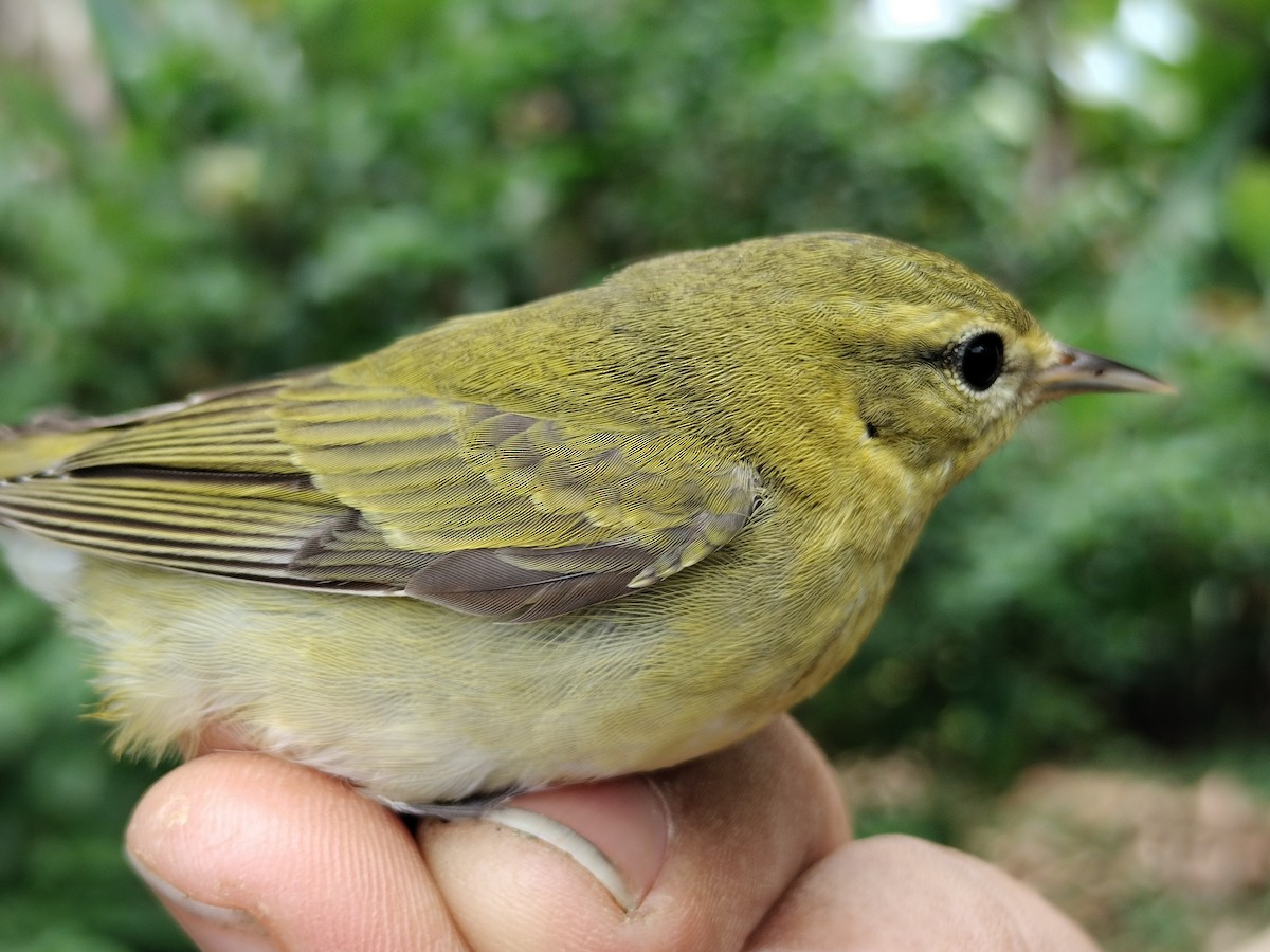 Tennessee Warbler - ML646011086