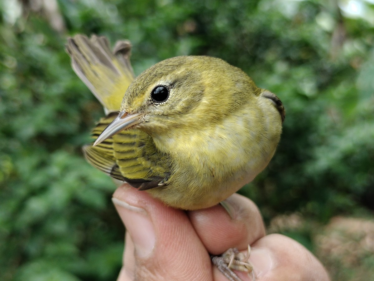 Tennessee Warbler - ML646011087