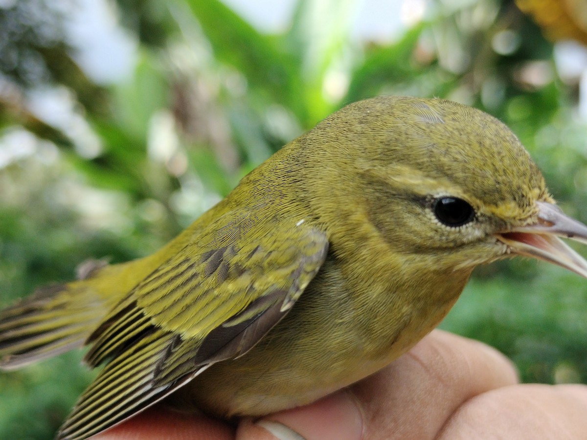 Tennessee Warbler - ML646011088