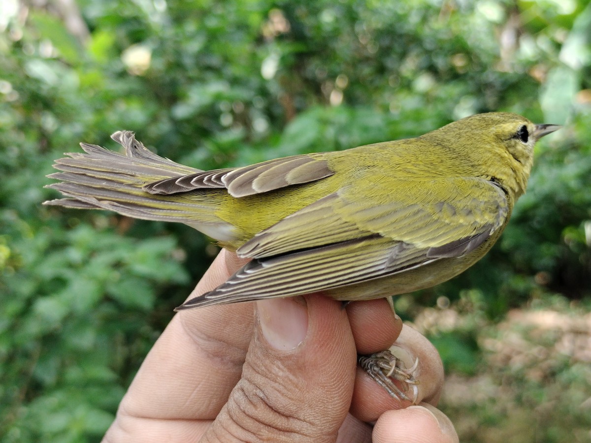 Tennessee Warbler - ML646011089
