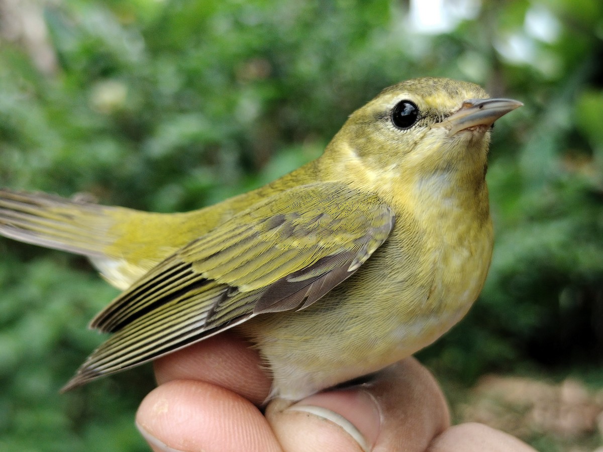 Tennessee Warbler - ML646011090