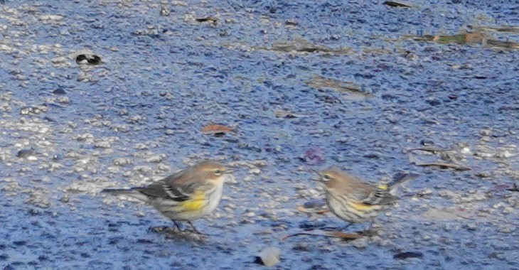 Yellow-rumped Warbler - ML646011091