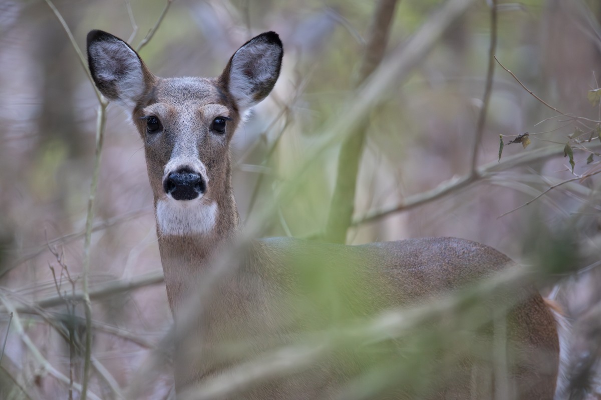 オジロジカ - ML646011099