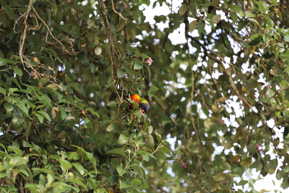 Rainbow Lorikeet - ML646011100