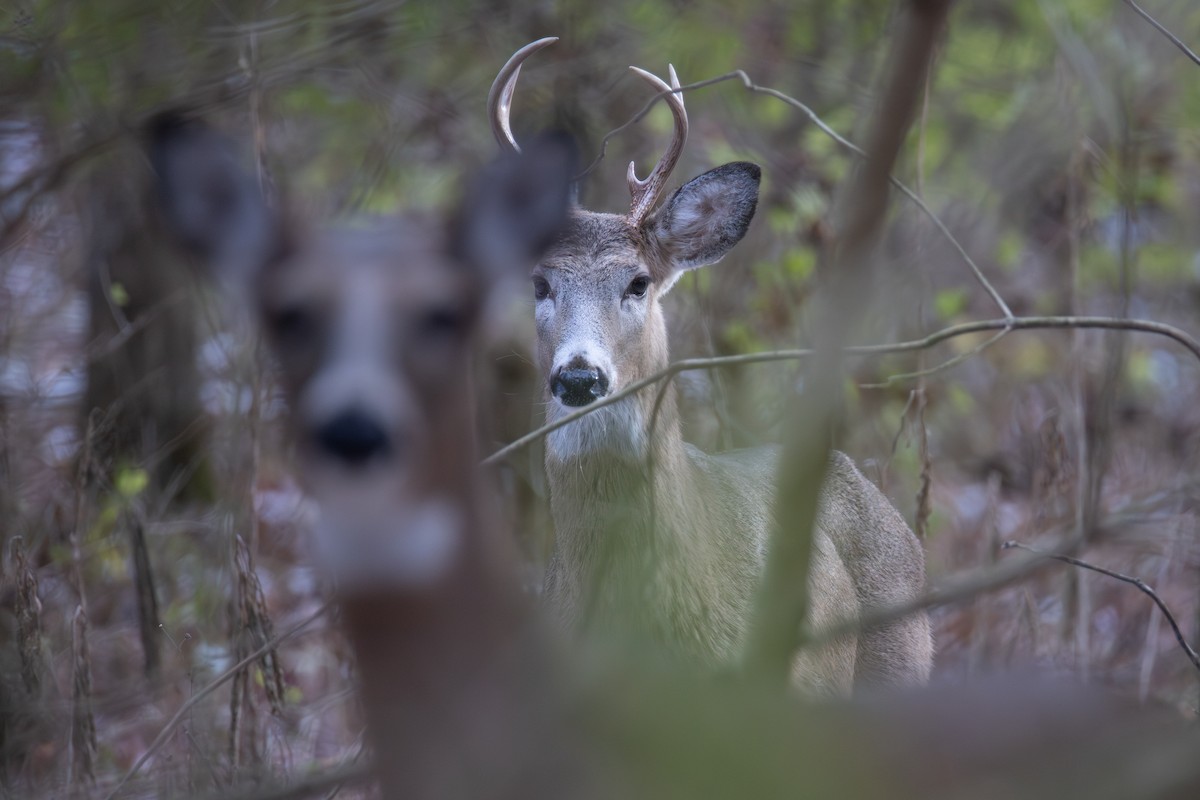 オジロジカ - ML646011101