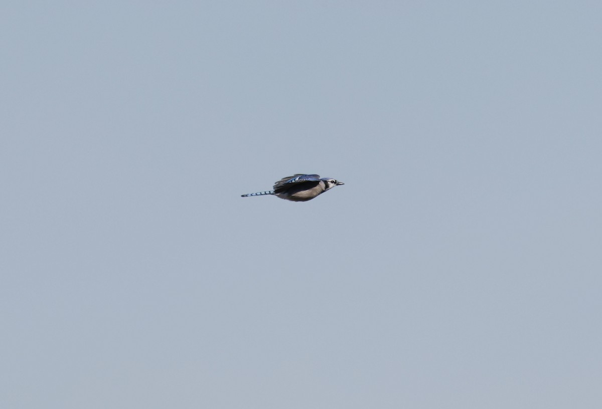 blåskrike - ML646011104