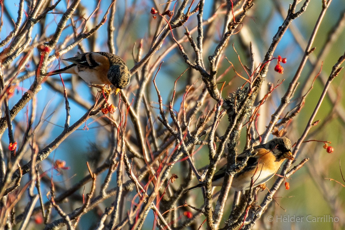 花雀 - ML646011112