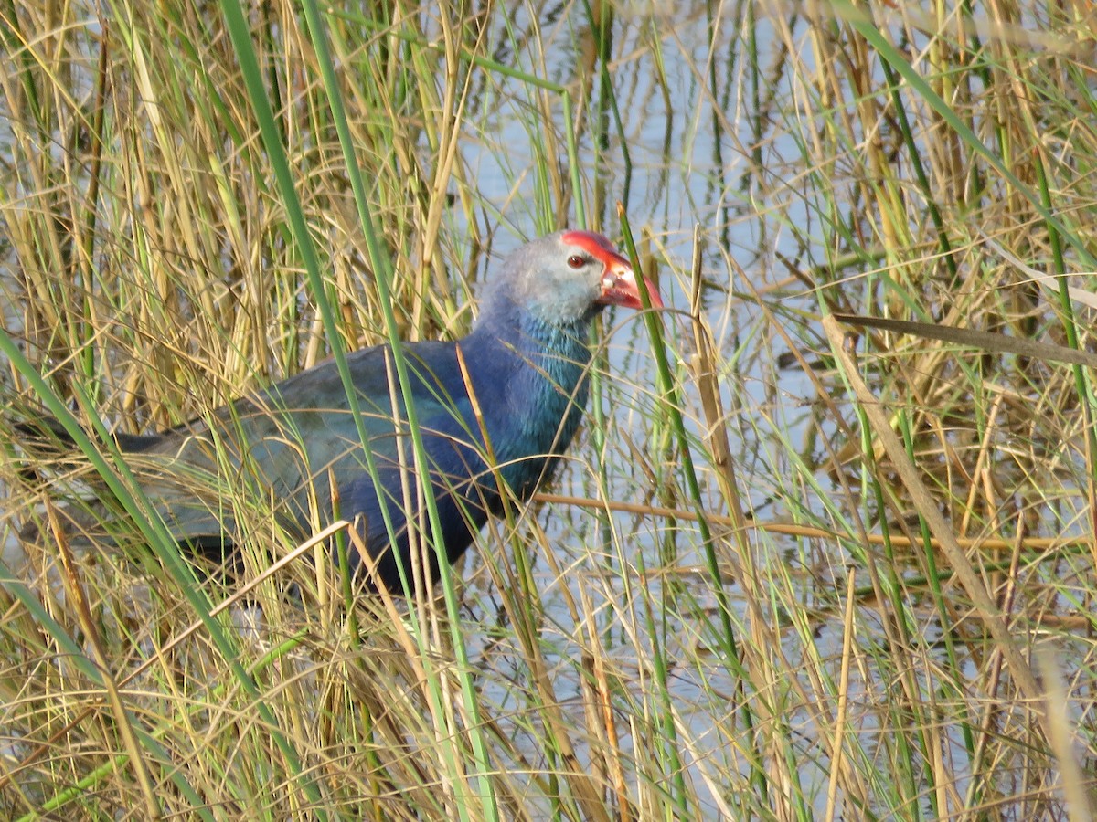 灰頭紫水雞 - ML646011113
