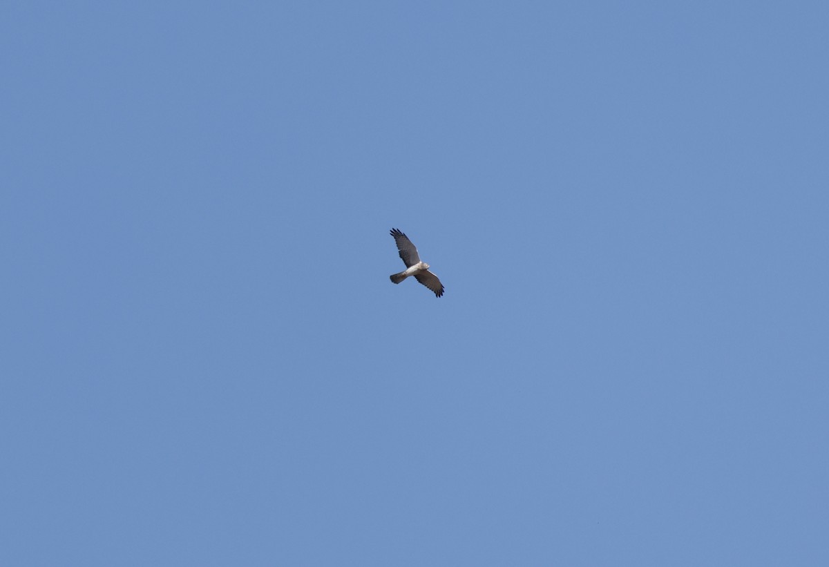 Northern Harrier - ML646011121