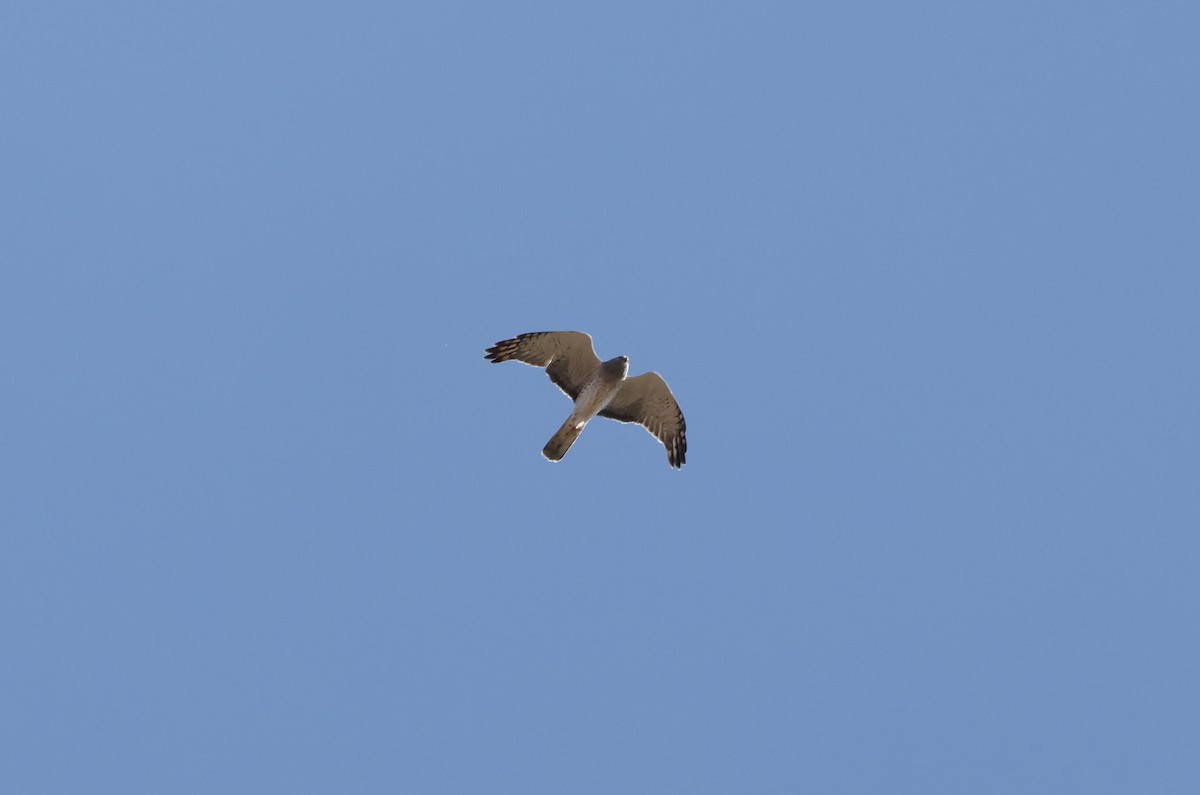 Northern Harrier - ML646011122
