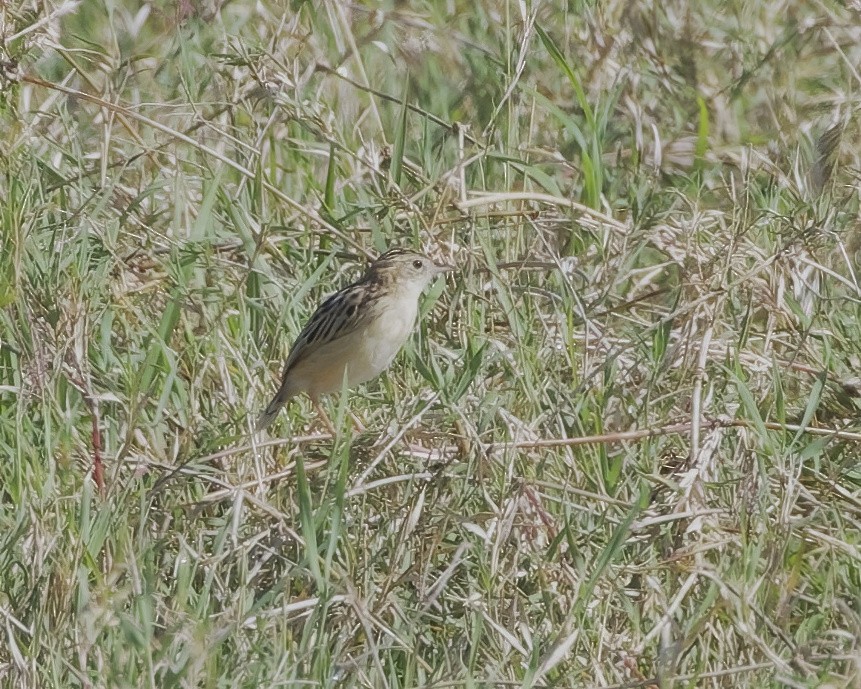 チビオセッカ - ML646011124