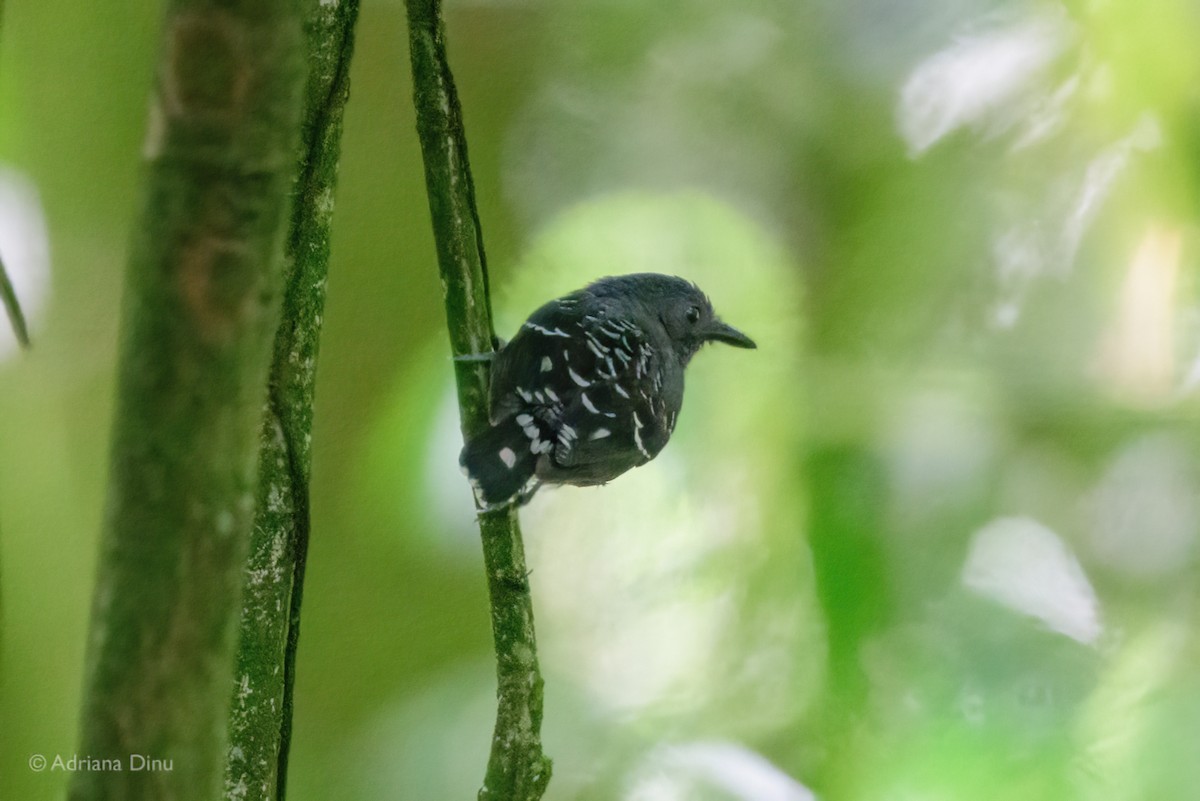 Common Scale-backed Antbird - ML646011127