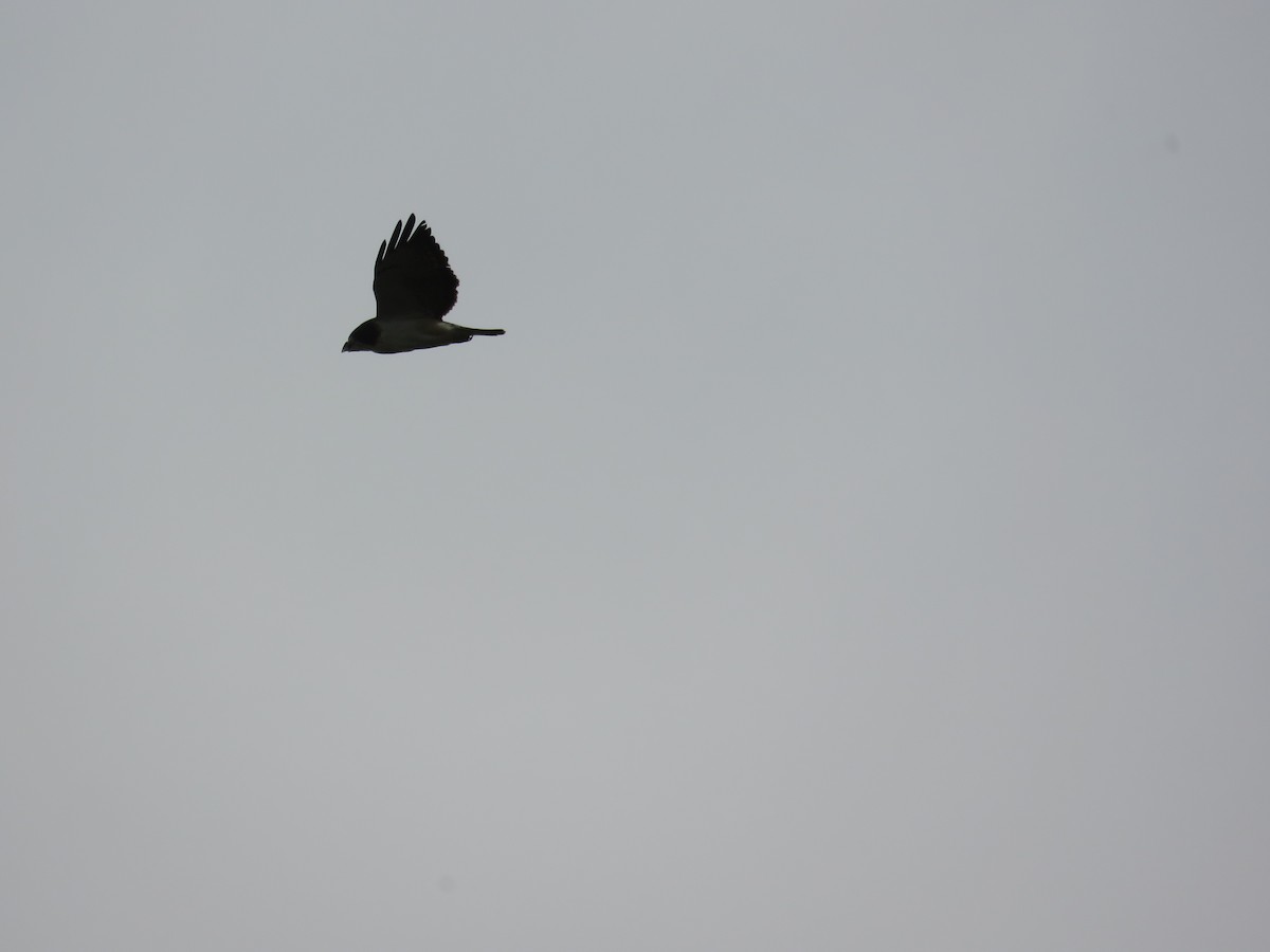 Snail Kite - ML646011132